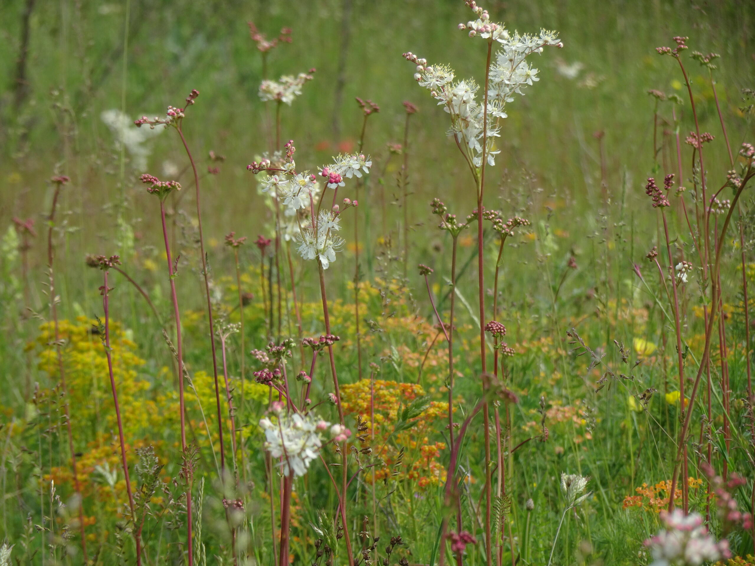Sortie nature - La flore exceptionnelle du Parc Jean-Jacques Rousseau à Ermenonville (Oise)