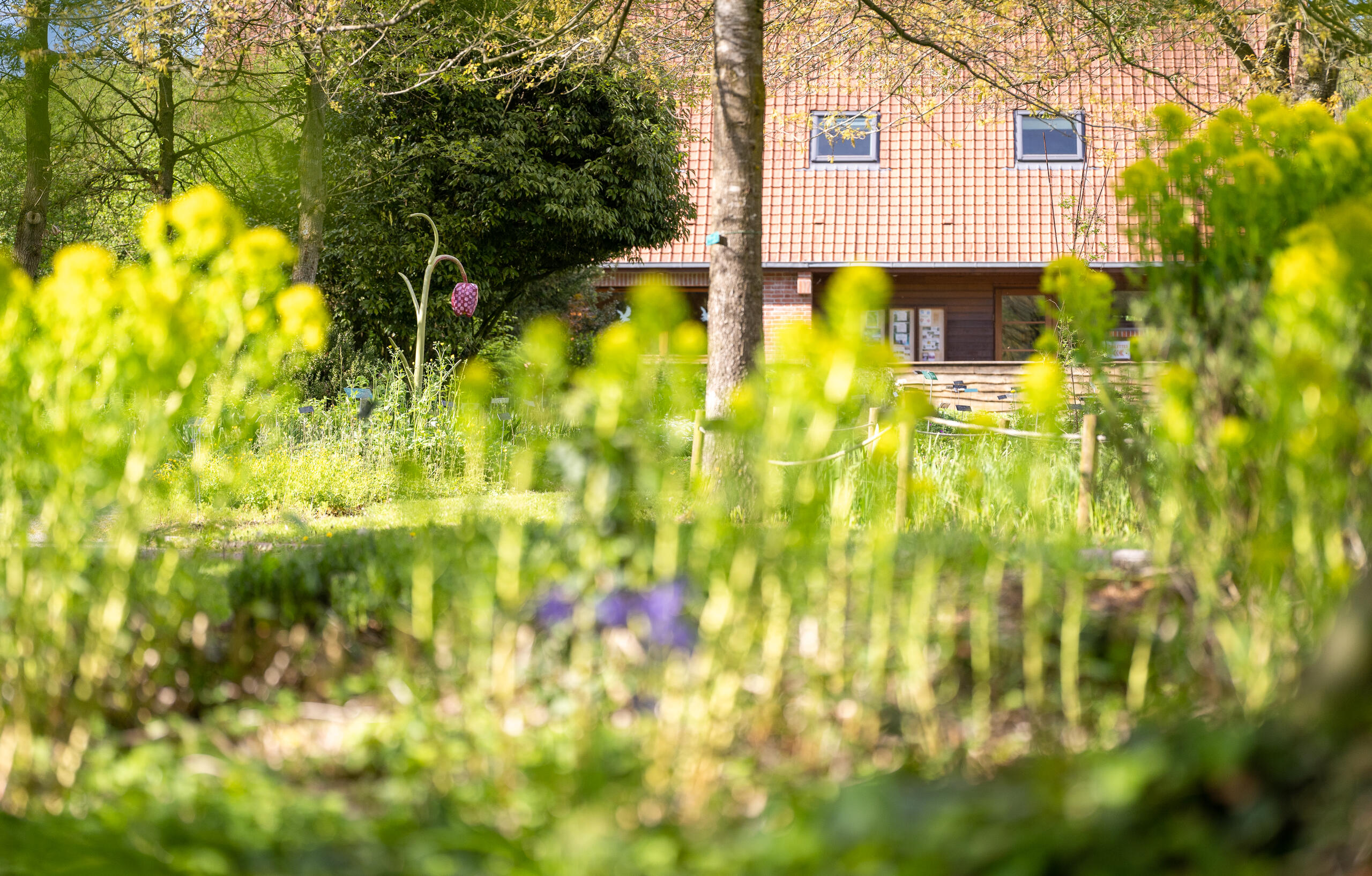 Jardin des plantes sauvages