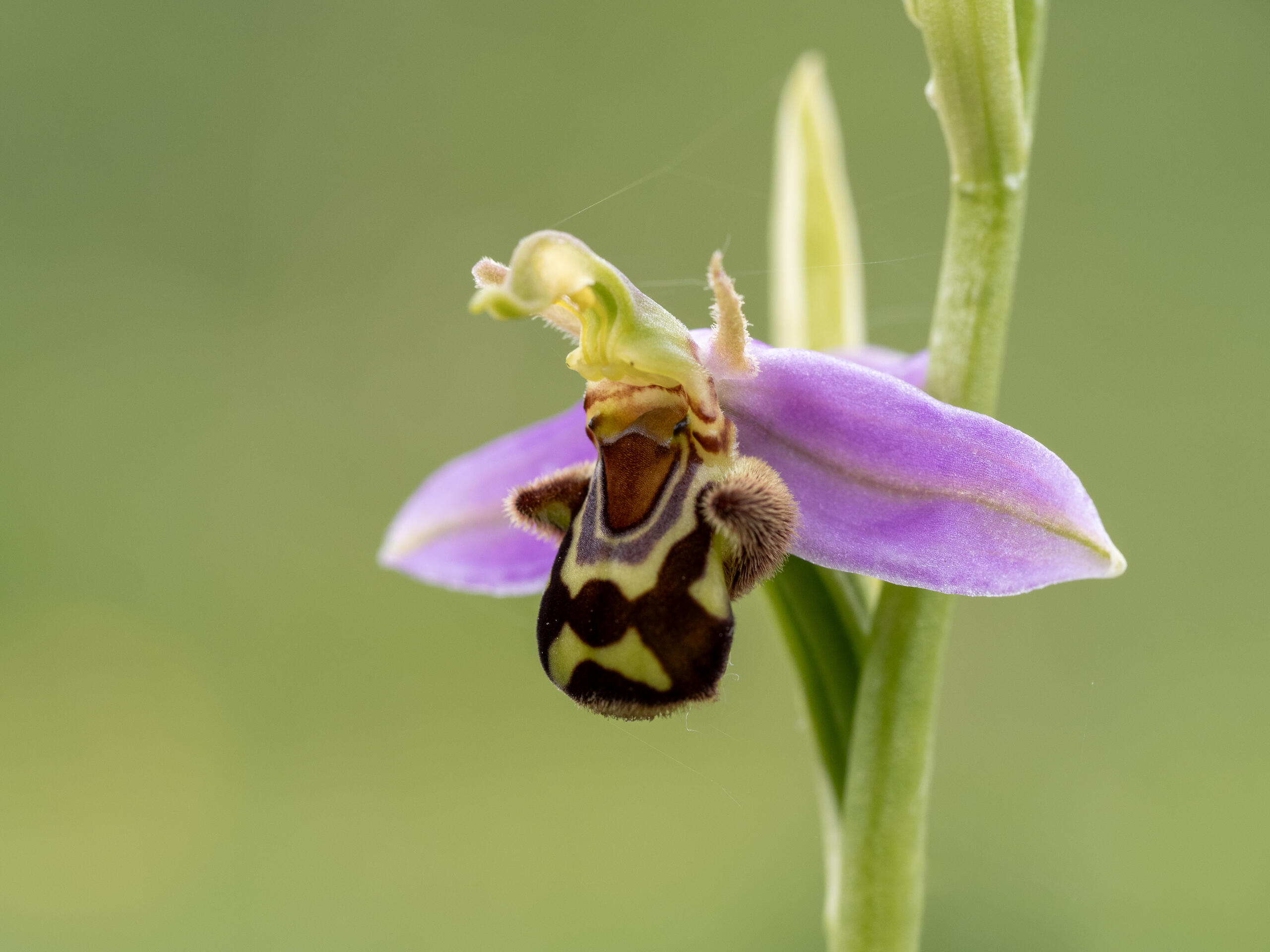 Sortie nature - Découverte de la beauté des plantes sauvages de Bailleul (59)