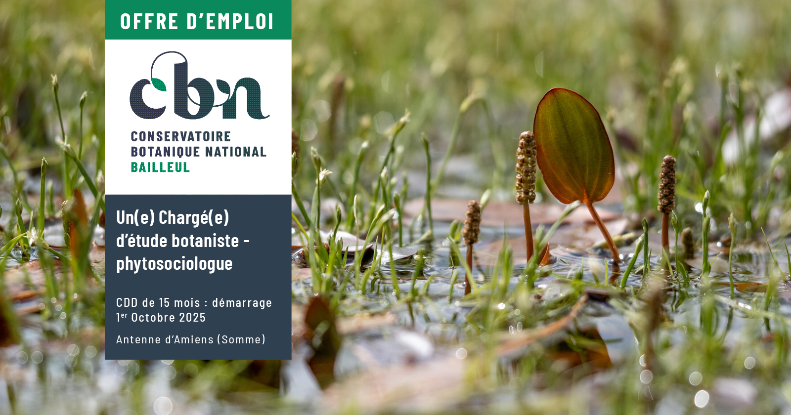 Offre d'emploi : Chargé(e) d’étude botaniste - phytosociologue (CDD - 15 mois) | Amiens