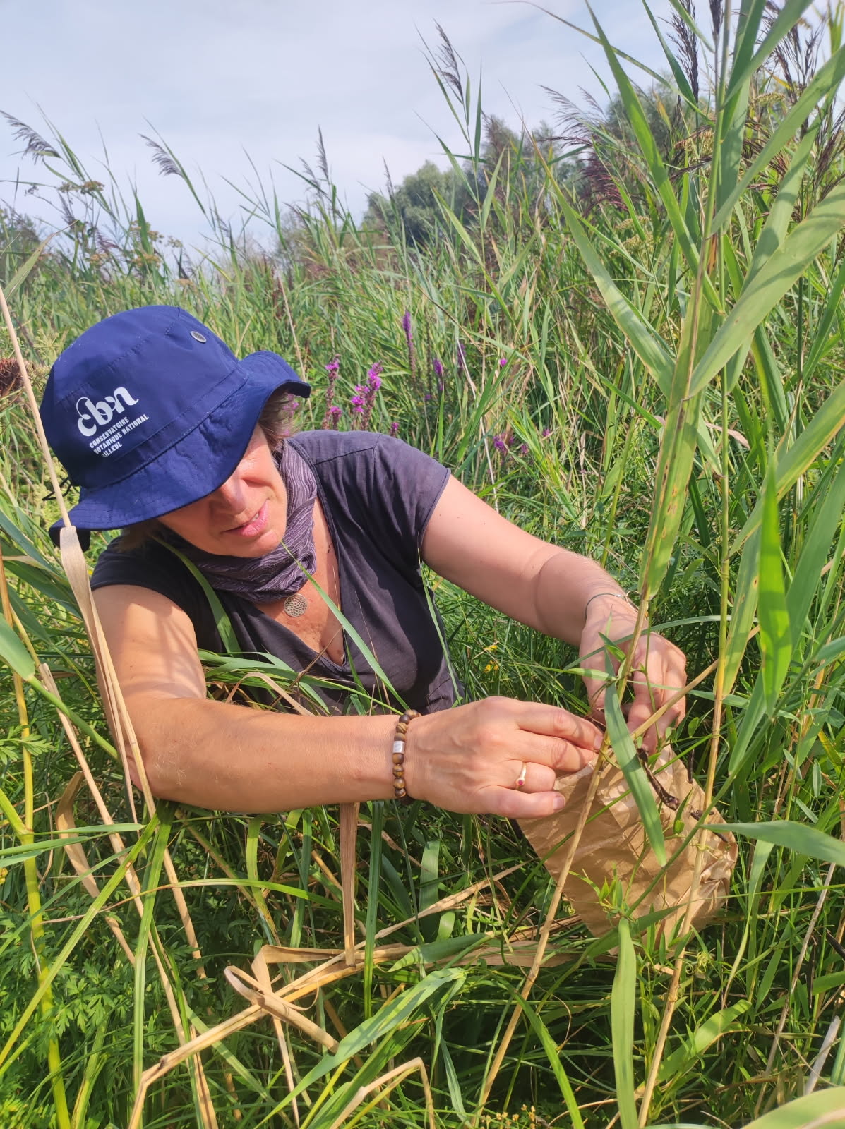 Récolte de Gesse des marais