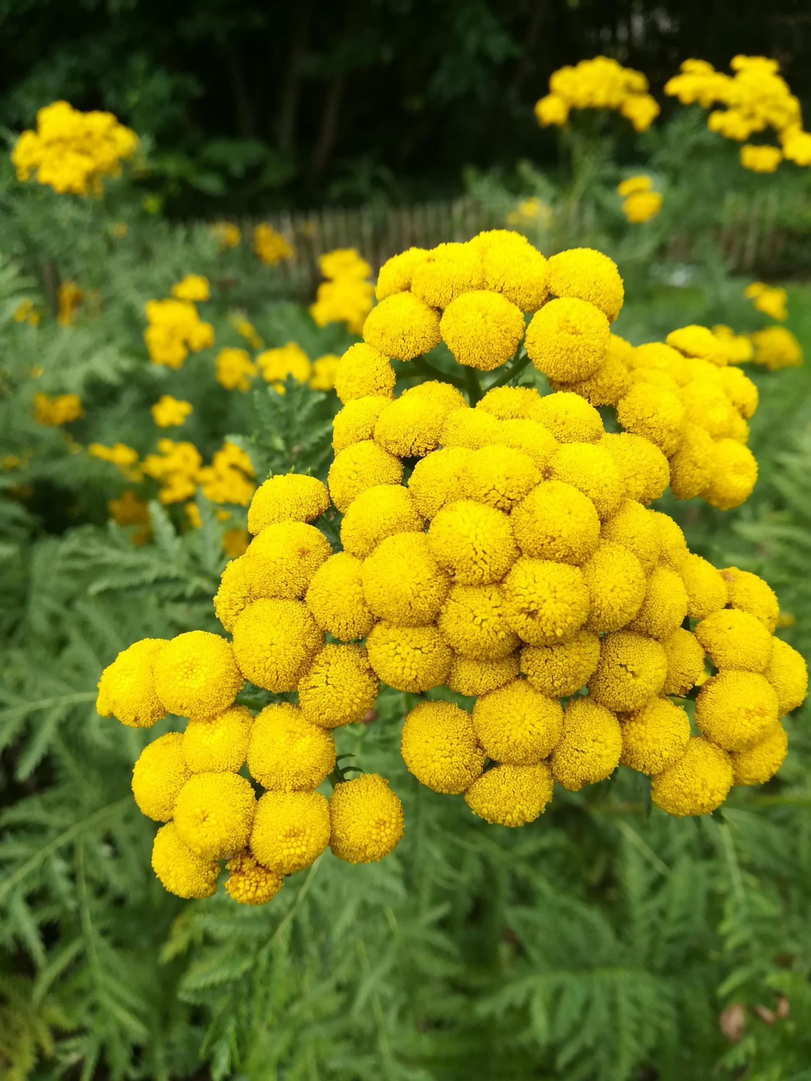 Balade nature à Marcq-en-Baroeul (59)