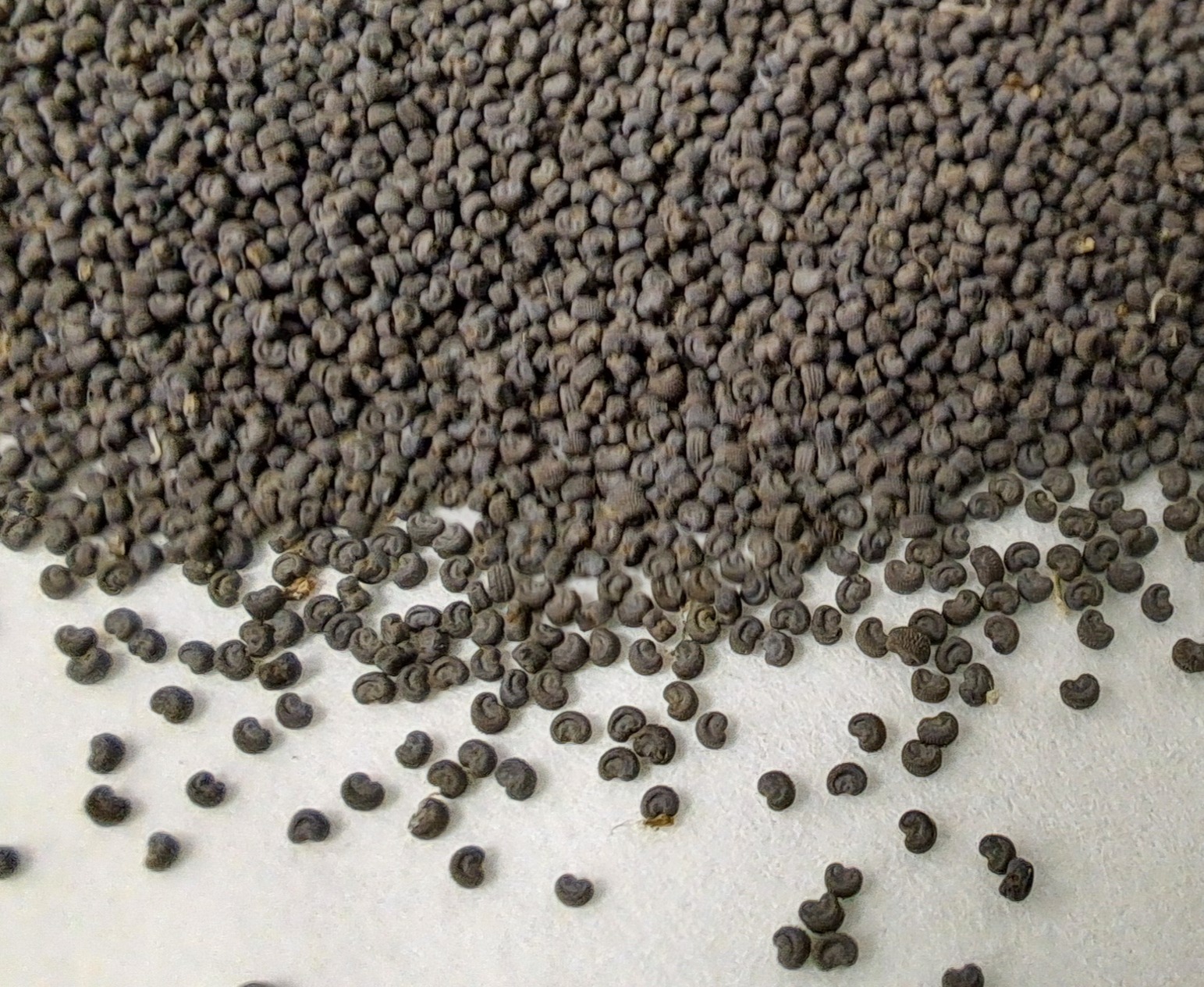 L’équipe de conservation ex situ vous partage quelques secrets de la germination des graines - épisode 1