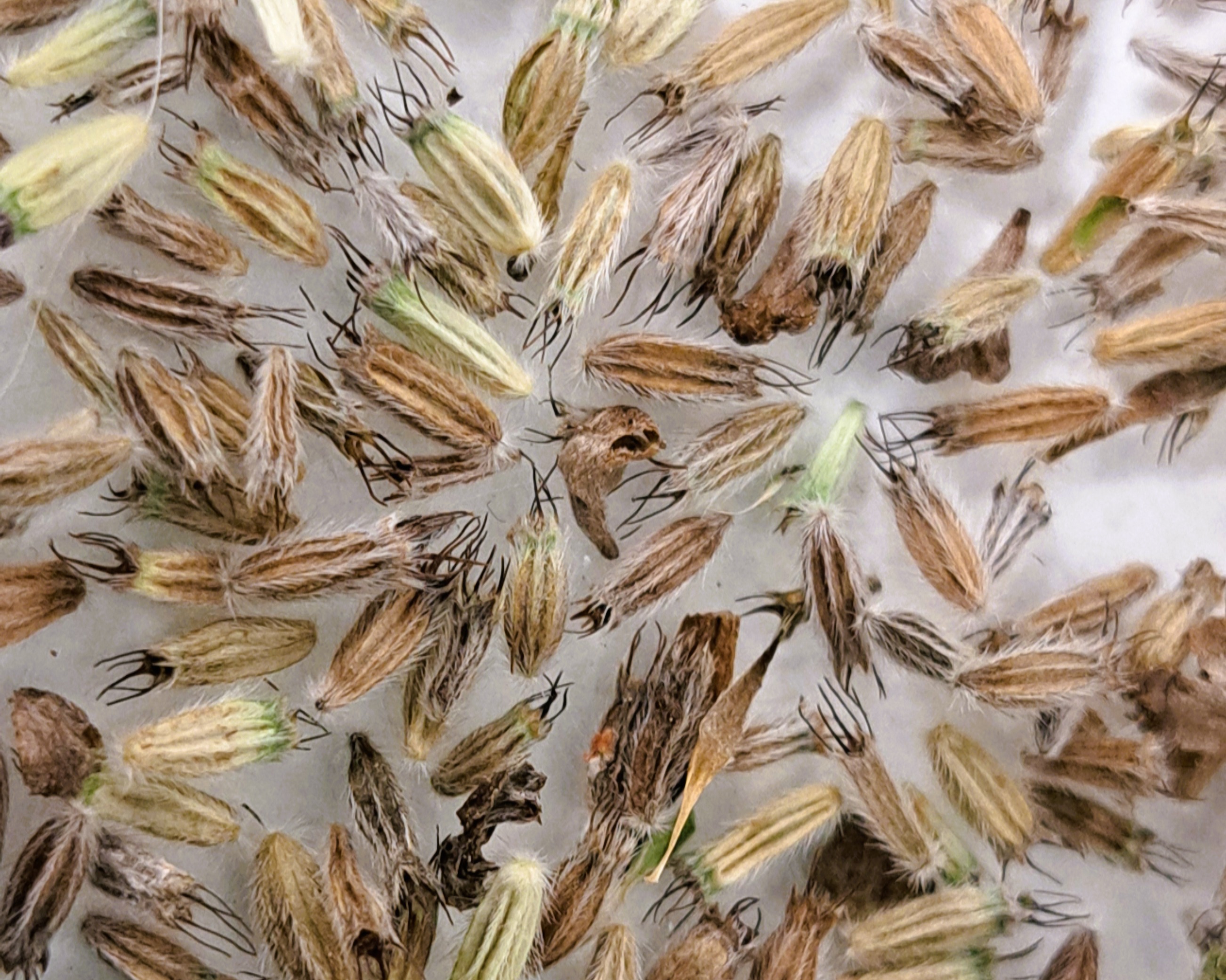 L’équipe de conservation ex situ vous partage quelques secrets de la germination des graines - Episode 2