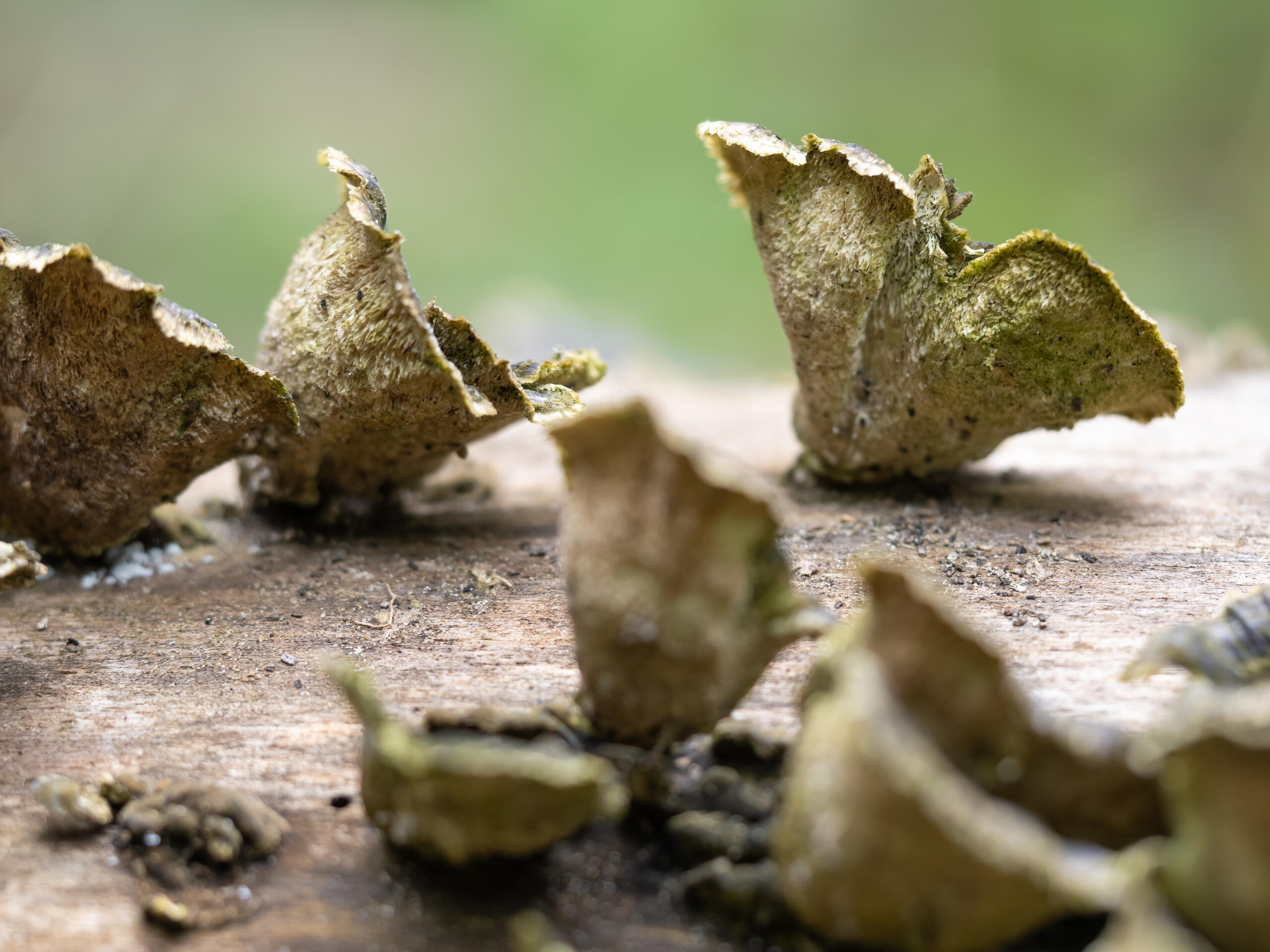 La connaissance de la fonge dans le cercle des missions confiées aux CBN