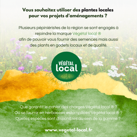 Se fournir en herbacées locales dans les Hauts-de-France, c’est possible grâce à la marque Végétal local® !