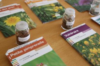 fiches espèces grainothèque