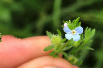 Bardanette hérissée - C. MONEIN CBNBL