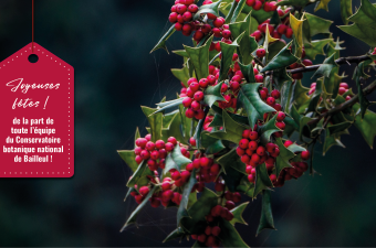 joyeuses fêtes CBNBL