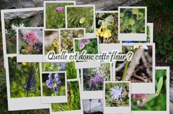 formation initiation botanique CBNBL