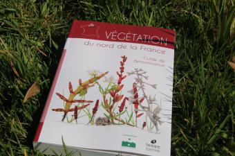 Végétation du nord de la France