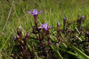 La Gentiane d’Allemagne à Hangest-sur-Somme (Gentianella germanica) © A. Fontenelle