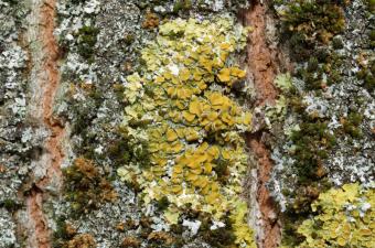 Xanthoria parietina - M. Cocquempot