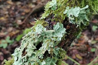 sortie lichens Oise