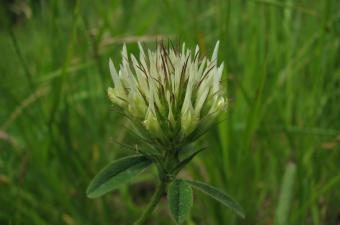 WANTED : nous recherchons 8 espèces en Normandie orientale