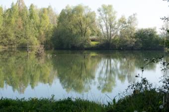 Sortie nature : "Le monde aquatique" aux étangs Bellekindt de Bailleul (59)