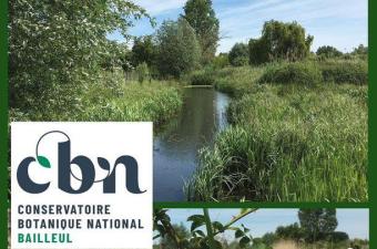 Balade nature sur les bords de Lys à Nieppe (59)