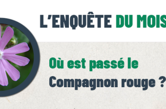  « L’enquête du mois : Où est passé le Compagnon rouge ? » 
