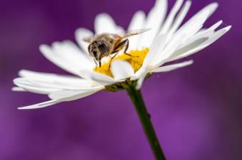 Sortie nature : "Coup de génie chez les plantes" (Aisne)