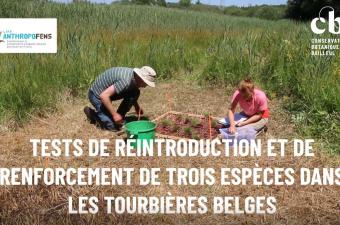 Test de réintroduction et de renforcement de trois espèces dans les tourbières belges