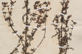 herbier CBN de Bailleul