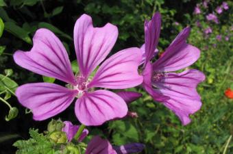 Sortie nature : "Les plantes sauvages comestibles" (parc de Samara, Somme)