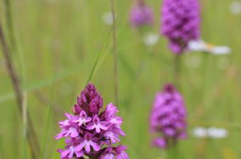 Sortie nature : "Découverte des plantes sauvages de Géodomia (Aisne)"
