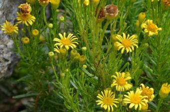 Découverte de l'Inule fausse criste dans le Pas-de-Calais