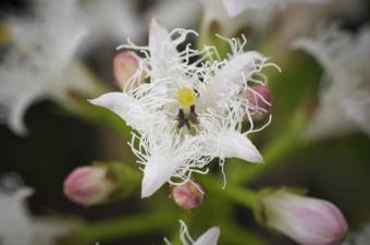 CLIMATOUR | Super Tourbières (à La Chaussée-Tirancourt - Oise)