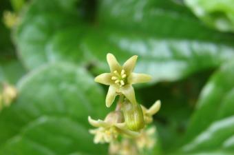Rendez-vous nature : "Les plantes à belle-mère" (Nord)