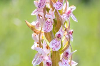 Sortie nature : "Les plantes ont besoin d’eau pour vivre" à Deûlémont (Nord)