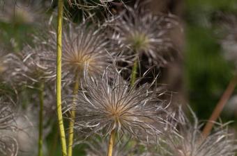 Sortie nature : "Fruit sec ou gorgé d’eau, deux stratégies différentes"