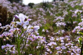 Sortie nature « Les plantes ont besoin d’eau pour vivre » aux Prés du Hem (Nord)