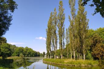 Sortie nature "Les plantes et leur milieu : un lien indissociable" au Parc Jean-Jacques Rousseau d'Ermenonville (Oise)