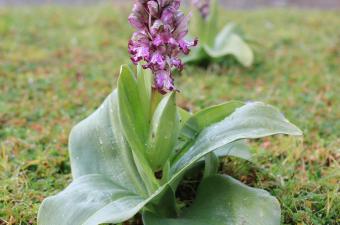 L'Orchis géant : une espèce qui remonte la France