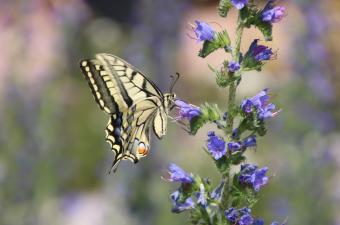 Sortie nature : "Coup de génie chez les plantes" au Parc Jean-Jacques Rousseau (Ermenonville, Oise)