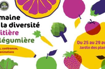 Balade "Plantes sauvages comestibles" au Jardin des plantes de Rouen