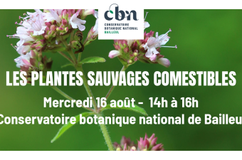 Sortie nature "Les plantes sauvages comestibles" (Bailleul, Nord)