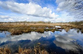 Sortie nature : "Les marais et ses couleurs d’automne" (Sacy, Oise)