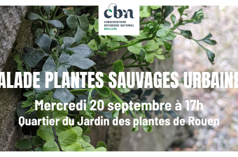 Sortie nature : "Les plantes sauvages urbaines de Rouen"
