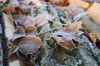 Sortie nature : « Préparation à la vie en conditions extrêmes : le grand froid ! » à Wavrin (Nord)