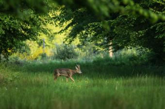 Conférence : "L'histoire naturelle des Hauts-de-France" au Jardin des plantes de Lille (Nord)