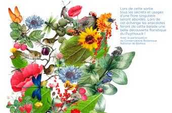 Sortie ludique et botanique au Puythouck (Nord)