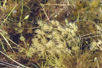 Tolyp est là ! Le collectif Chara se réveille !