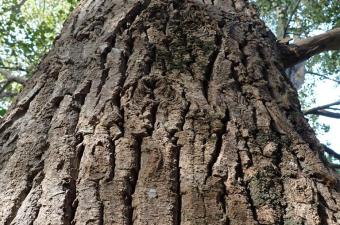 Rendez-vous nature :"Entre terre et ciel : les arbres du mont Noir" (Nord)