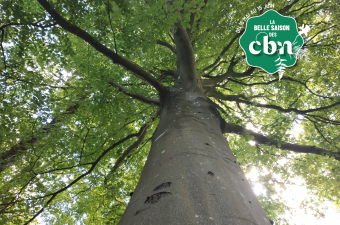 Sortie nature : "La magie du printemps" en forêt de Saint-Gobain (Aisne)