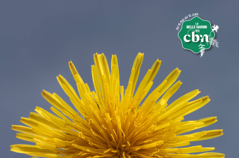 Sortie nature : "Les sauvageonnes des Ansereuilles" (Nord)