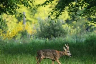 Conférence : "L'histoire naturelle des Hauts-de-France" à Lille (Nord)