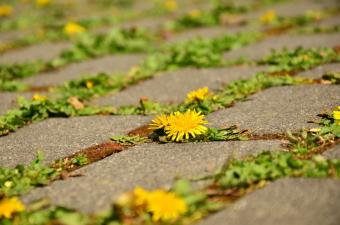 Rendez-vous nature : "Du béton et des fleurs" dans le centre-ville de Bailleul (Nord)