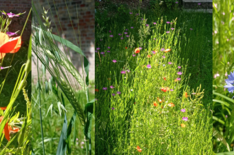 Atelier jardin participatif en famille au CAUE de la Somme (80)